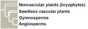 Life cycle of a fern (seedless vascular plant)