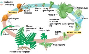 Fern life cycle: dominant sporophyte