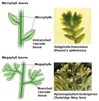 Microphyll and megaphyll leaves