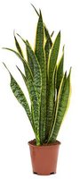 Snake Plant (Sansevieria trifasciata)