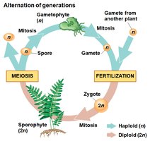 Detailed alternation of generations cycle