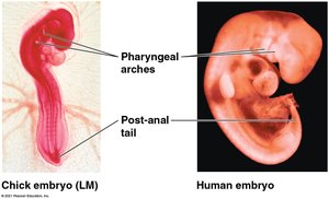 Chick and human embryo showing pharyngeal arches and post-anal tail