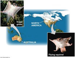 Sugar glider and flying squirrel showing convergent evolution
