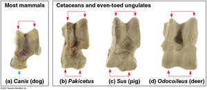 Comparison of ankle bones in mammals and cetaceans