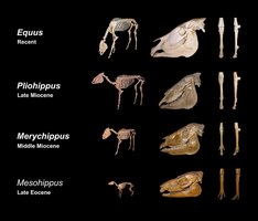 Horse evolution shown by fossil record