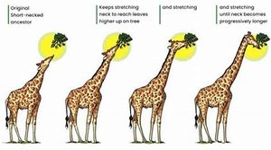 Lamarck's theory of giraffe neck evolution