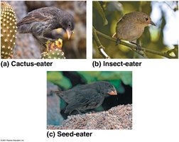 Galápagos finches with different beak types