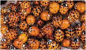 Variation in ladybug coloration