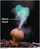 Only a fraction of offspring survive