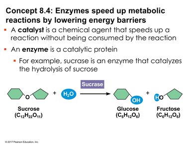 Enzyme catalyzed hydrolysis of sucrose by sucrase