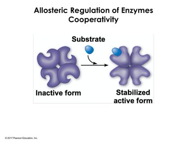 Cooperativity in allosteric enzymes