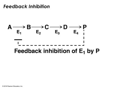 Feedback inhibition pathway diagram