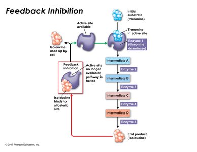 Feedback inhibition in isoleucine biosynthesis