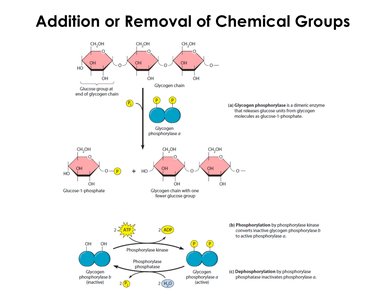 Phosphorylation and dephosphorylation of enzymes