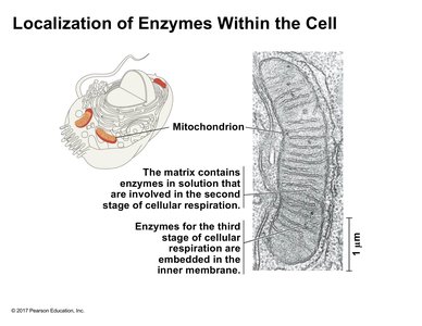 Localization of enzymes within mitochondria