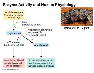 Renin-angiotensin system and ACE inhibitor
