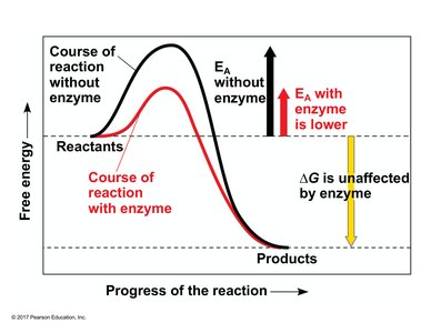 Effect of enzyme on activation energy and ΔG