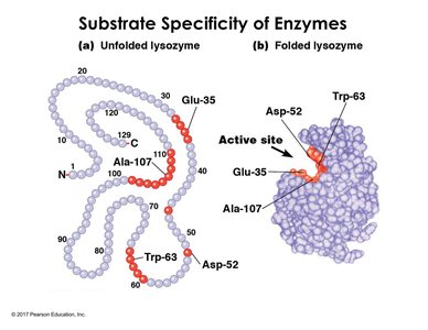 Unfolded and folded lysozyme showing active site
