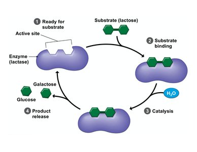Enzyme-substrate interaction cycle