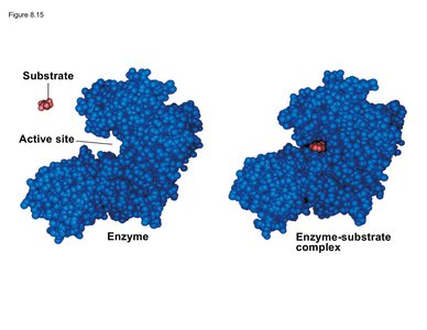 Space-filling model of enzyme and substrate