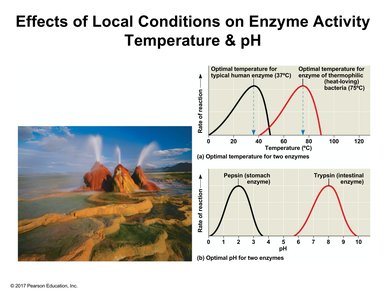 Graphs of enzyme activity vs. temperature and pH