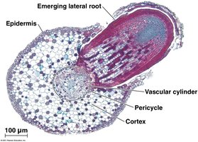 General Biology Study Guide: Vascular Plant Structure & Growth | Notes