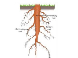 Third Level Chapter Roots Picture General Biology Study Guide: Vascular Plant Structure & Growth | Notes