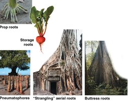 Preformed Roots General Biology Study Guide: Vascular Plant Structure & Growth | Notes