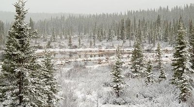 Boreal forest landscape