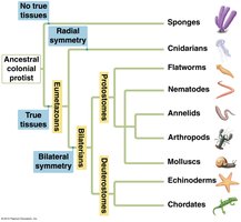Animal phylogeny based on morphology
