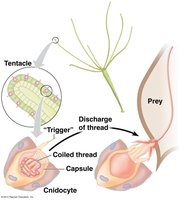 Cnidocyte structure and function