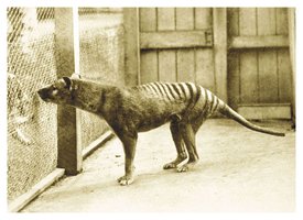 A Tasmanian tiger, 1928, illustrating classification challenges
