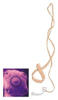 Tapeworm anatomy