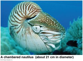 Nautilus (cephalopod)