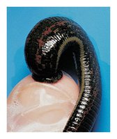 Leech feeding