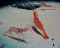 Shrimp (crustacean)