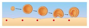 Embryonic development from blastula to gastrula