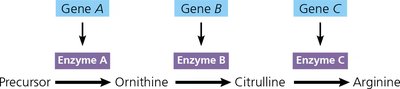 One gene–one enzyme hypothesis illustrated with arginine synthesis pathway