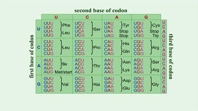 Another codon table for mRNA