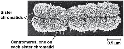 Sister chromatids and centromere