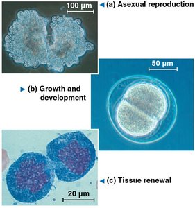 Asexual reproduction, growth and development, tissue renewal