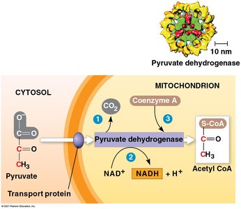 General Biology Study Guide: Cellular Respiration & ATP | Notes