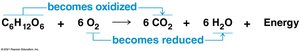 Cellular respiration equation showing oxidation and reduction