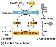 Alcohol fermentation pathway