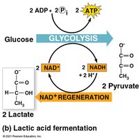 Lactic acid fermentation pathway