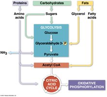 Integration of metabolic pathways