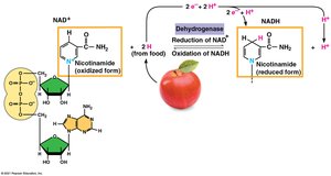 NAD+ and NADH electron transfer diagram