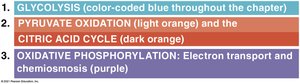 Stages of cellular respiration