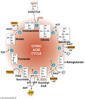 Citric acid cycle diagram