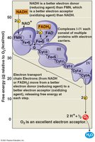 Electron transport chain diagram